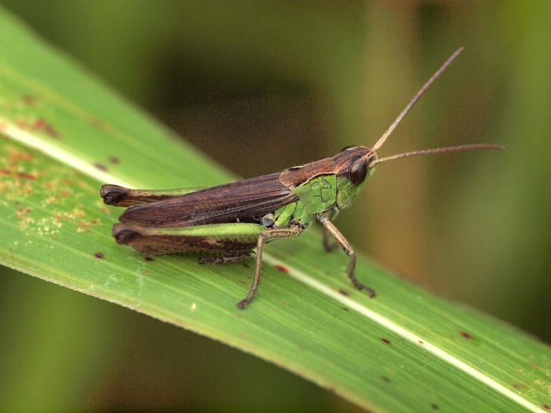 Chorthippus dorsatus, maschio